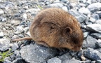 Microtus arvalis -  3. Fund