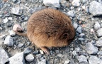 Microtus arvalis -  3. Fund
