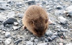 Microtus arvalis -  3. Fund