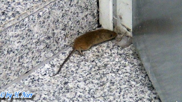 Myodes glareolus -  2. Fund