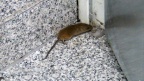 Myodes glareolus -  2. Fund