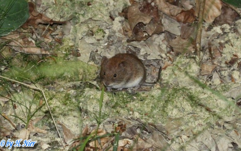 Myodes glareolus -  3. Fund