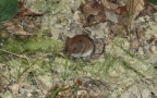 Myodes glareolus -  3. Fund