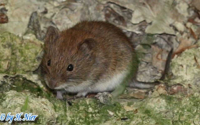 Myodes glareolus -  3. Fund