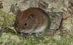 Myodes glareolus -  3. Fund