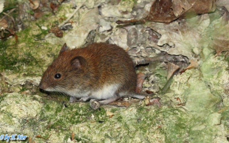 Myodes glareolus -  3. Fund