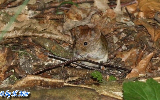 Myodes glareolus -  4. Fund