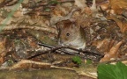 Myodes glareolus -  4. Fund