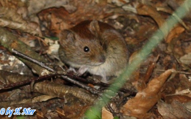 Myodes glareolus -  4. Fund