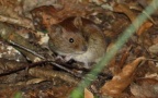 Myodes glareolus -  4. Fund