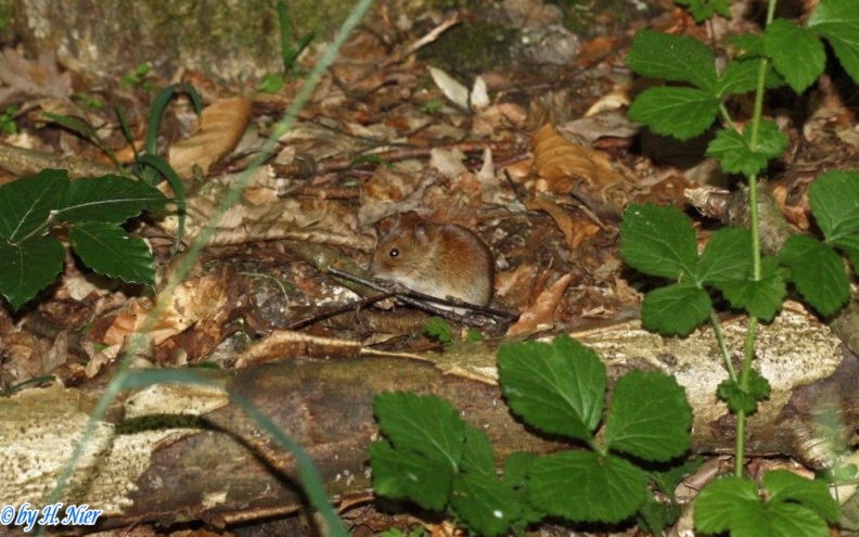 Myodes glareolus -  4. Fund