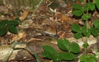 Myodes glareolus -  4. Fund