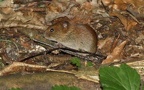 Familie Cricetidae (Fischer, 1817)