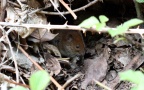 Myodes glareolus -  5. Fund