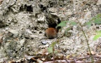 Myodes glareolus -  5. Fund