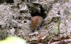 Myodes glareolus -  5. Fund