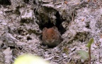 Myodes glareolus -  5. Fund