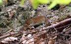 Myodes glareolus -  5. Fund
