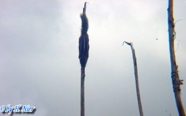Funambulus palmarum -  1. Fund