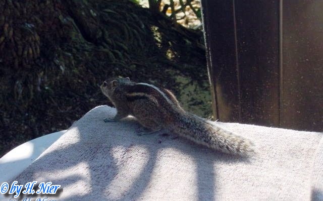 Funambulus palmarum -  1. Fund