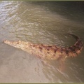 crocodilus_acutus_1b.jpg
