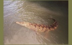 Crocodylus acutus -  1. Fund
