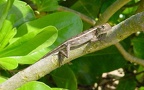 Calotes versicolor -  4. Fund (Weibchen)