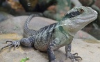 Familie Agamidae (Gray, 1827)