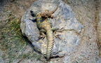 Klasse Reptilia (Laurenti, 1768)