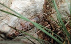 Hemidactylus turcicus -  3. Fund