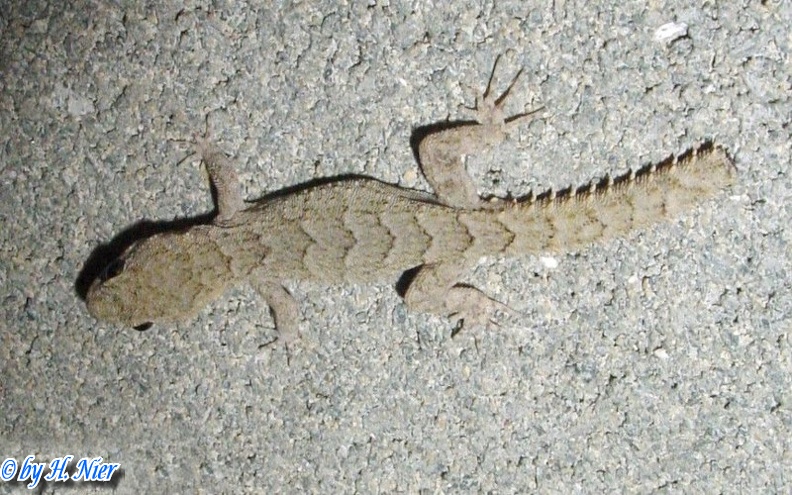 Mediodactylus kotschyi -  1. Fund