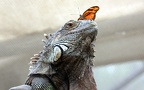Klasse Reptilia (Laurenti, 1768)