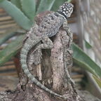 Familie Phrynosomatidae (Fitzinger, 1843)