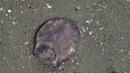 Stamm Cnidaria (Hatschek, 1888)
