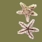 Ordnung Forcipulatida (Perrier, 1884)