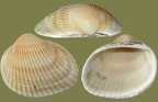 Anadara kagoshimensis - 14. Fund