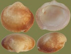 Gattung Glycymeris (da Costa, 1778)