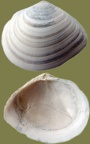 Stamm Mollusca (Cuvier, 1797)
