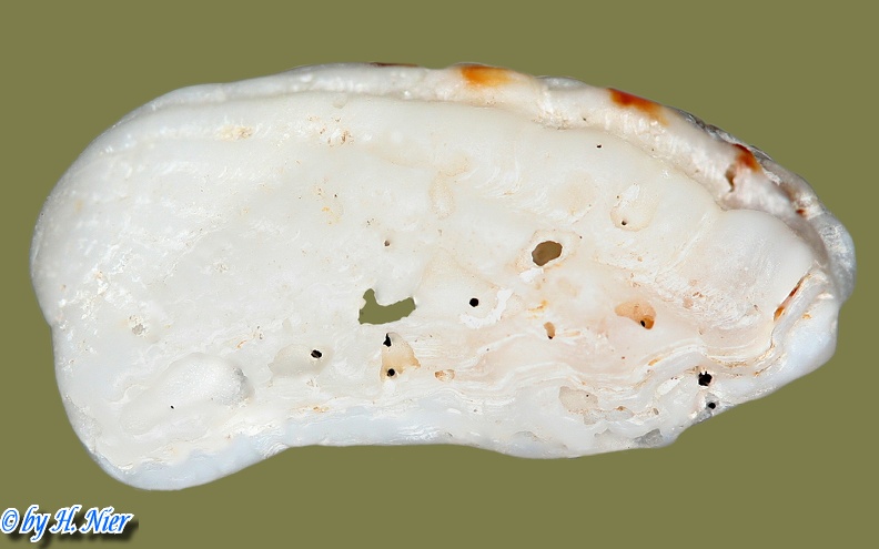 Cardita calyculata -  2. Fund