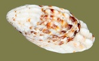Cardita calyculata -  3. Fund