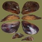 Mytilaster solidus (Monterosato, 1883)
