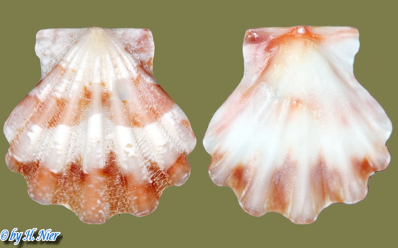 Bractechlamys corallinoides -  1. Fund