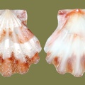 Bractechlamys corallinoides -  1. Fund