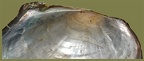 Anodonta anatina -  2. Fund