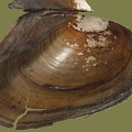 Anodonta anatina -  5. Fund
