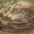 Anodonta anatina -  6. Fund