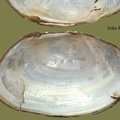 Anodonta anatina -  6. Fund