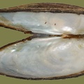 Anodonta cygnea -  2. Fund