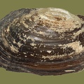 Anodonta cygnea -  3. Fund