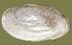Anodonta cygnea -  3. Fund